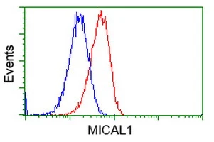 FACS analysis of HeLa cells using GTX84126 MICAL1 antibody [6H10]. Red : Primary antibody Blue : Negative control antibody