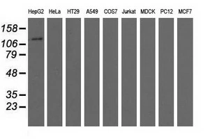 WB analysis of various cell lines using GTX84126 MICAL1 antibody [6H10]. Loading : 35 ug per lane
