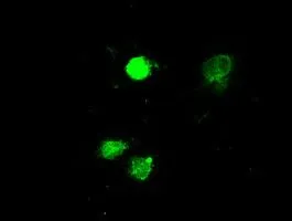 ICC/IF analysis of COS7 cells transiently transfected with ERK2 plasmid using GTX84151 ERK2 antibody [4C2].