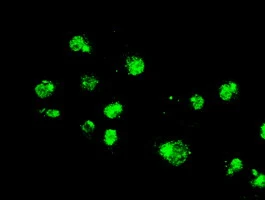 ICC/IF analysis of COS7 cells using GTX84151 ERK2 antibody [4C2].
