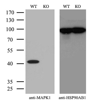 WB analysis of wild type and ERK2 knock out HeLa cell lysate(10microg per lane) using GTX84153 ERK2 antibody [4D10]. Dilution : 1:200
