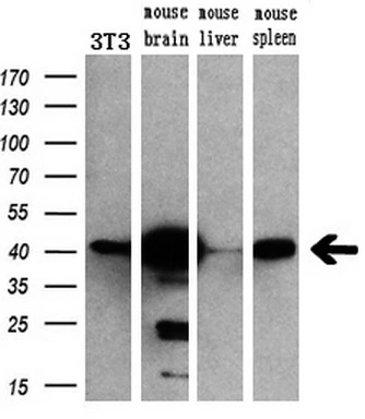 WB analysis of various samples using GTX84154 ERK2 antibody [6F8]. Loading : 10 ug per lane Dilution : 1:200