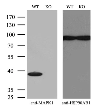 WB analysis of wild type and ERK2 knock out HeLa cell lysate(10microg per lane) using GTX84154 ERK2 antibody [6F8]. Dilution : 1:500