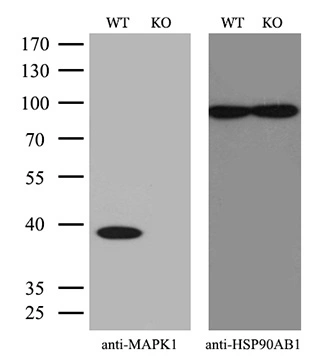 WB analysis of wild type and ERK2 knock out HeLa cell lysate(10microg per lane) using GTX84159 ERK2 antibody [6E5]. Dilution : 1:500