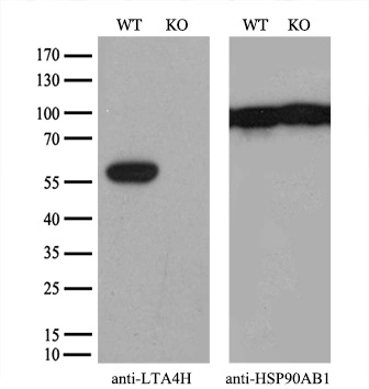 WB analysis of wild type and LTA4H knock out 293T cell lysate(10microg per lane) using GTX84170 LTA4H antibody [1E9]. Dilution : 1:500