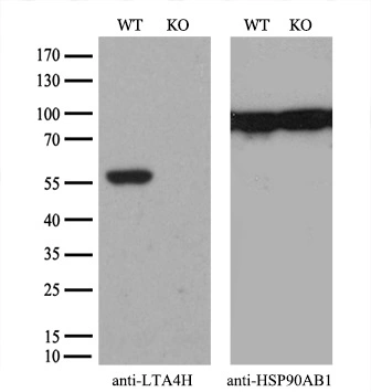 WB analysis of wild type and LTA4H knock out 293T cell lysate(10microg per lane) using GTX84173 LTA4H antibody [6B5]. Dilution : 1:500