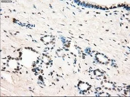 IHC-P analysis of pancreas tissue using GTX84176 LTA4H antibody [9C5]. Antigen retrieval : Heat-induced epitope retrieval by 10mM citrate buffer, pH6.0, 100oC for 10min. Dilution : 1:50