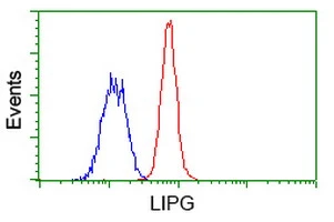 FACS analysis of HeLa cells using GTX84191 Endothelial Lipase / LIPG antibody [4A8]. Red : Primary antibody Blue : Negative control antibody