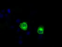 ICC/IF analysis of COS7 cells transiently transfected with Endothelial Lipase / LIPG plasmid using GTX84209 Endothelial Lipase / LIPG antibody [1B8].