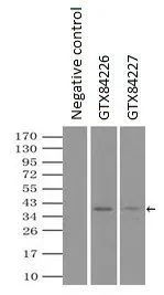 IP analysis of DDDDK tagged LDHA overexpressed HEK293T lysate using GTX84226 LDHA antibody [5G10].After extensive wash to remove any non-specific binding, the immuno-precipitated products were analyzed with rabbit anti-DDDDK polyclonal antibody. IP reaction : 2microg antibody / 500microl cell lysate
