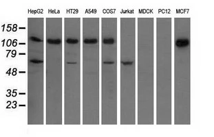 WB analysis of various cell lines using GTX84309 IGF2BP2 antibody [4F7]. Loading : 35 ug per lane