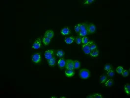 ICC/IF analysis of HT29 cells using GTX84315 IFIT1 antibody [3G8].