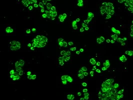 ICC/IF analysis of HT29 cells using GTX84330 Grp75 antibody [4A1].