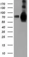 WB analysis of HEK293T cells transfected with HSPA6 plasmid (Right) or empty vector (Left) for 48 hrs using GTX84333 HSPA6 antibody [1H3]. Loading : 5 ug per lane