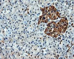IHC-P analysis of pancreas tissue using GTX84337 Hsp70 antibody [1B2]. Antigen retrieval : Heat-induced epitope retrieval by 10mM citrate buffer, pH6.0, 100oC for 10min. Dilution : 1:50