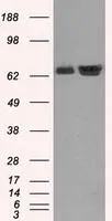 WB analysis of HEK293T cells transfected with Hsp70 plasmid (Right) or empty vector (Left) for 48 hrs using GTX84337 Hsp70 antibody [1B2]. Loading : 5 ug per lane