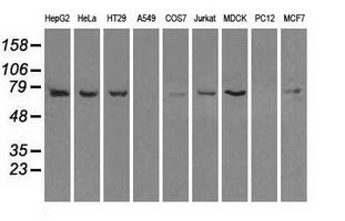 WB analysis of various cell lines using GTX84337 Hsp70 antibody [1B2]. Loading : 35 ug per lane