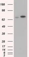 WB analysis of HEK293T cells transfected with Hsp70 plasmid (Right) or empty vector (Left) for 48 hrs using GTX84338 Hsp70 antibody [3C6]. Loading : 5 ug per lane