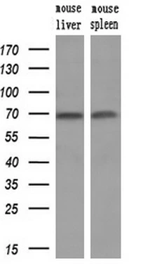 WB analysis of mouse liver and spleen tissue lysate using GTX84340 Hsp70 antibody [5F3]. Loading : 10 ug per lane Dilution : 1:200