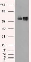 WB analysis of HEK293T cells transfected with Hsp70 plasmid (Right) or empty vector (Left) for 48 hrs using GTX84340 Hsp70 antibody [5F3]. Loading : 5 ug per lane