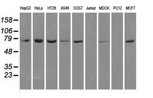 WB analysis of various cell lines using GTX84340 Hsp70 antibody [5F3]. Loading : 35 ug per lane