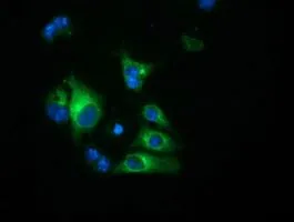 ICC/IF analysis of COS7 cells transiently transfected with Haptoglobin plasmid using GTX84352 Haptoglobin antibody [4H5].