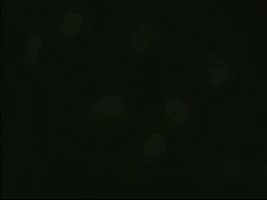 ICC/IF analysis of HeLa cells using GTX84372 Hex antibody [3C4].