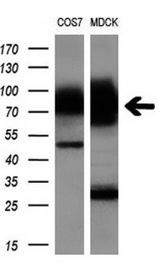 WB analysis of COS-7 and MDCK cell lysate using GTX84456 GBE1 antibody [3B4]. Loading : 10 ug per lane Dilution : 1:200
