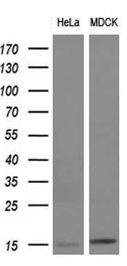 WB analysis of HeLa and MDCK cell lysate using GTX84474 FSH beta antibody [3A9]. Loading : 10 ug per lane Dilution : 1:200