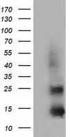 WB analysis of HEK293T cells transfected with FSH beta plasmid (Right) or empty vector (Left) for 48 hrs using GTX84474 FSH beta antibody [3A9]. Loading : 5 ug per lane