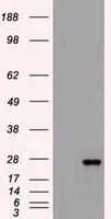 WB analysis of HEK293T cells transfected with Flt3 Ligand plasmid (Right) or empty vector (Left) for 48 hrs using GTX84489 Flt3 Ligand antibody [8D10]. Loading : 5 ug per lane