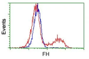 FACS analysis of HEK293T cells transfected with either Fumarate hydratase plasmid(Red) or empty vector control plasmid(Blue) using GTX84498 Fumarate hydratase antibody [9G4].