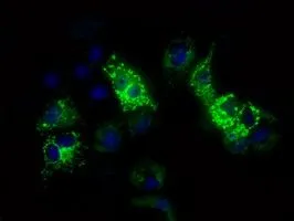 ICC/IF analysis of COS7 cells transiently transfected with FAHD2A plasmid using GTX84532 FAHD2A antibody [9B5].