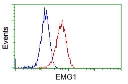 FACS analysis of HeLa cells using GTX84576 EMG1 antibody [1B8]. Red : Primary antibody Blue : Negative control antibody