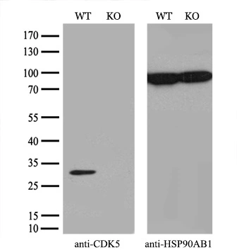 WB analysis of wild type and CDK5 knock out 293T cell lysate(10microg per lane) using GTX84696 CDK5 antibody [2H6]. Dilution : 1:500