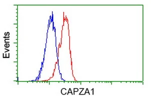 IHC-P analysis of liver tissue using GTX84737 CAPZA1 antibody [2G4]. Antigen retrieval : Heat-induced epitope retrieval by 10mM citrate buffer,pH6.0,100? for 10min. Dilution : 1:50