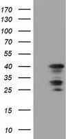 WB analysis of HEK293T cells transfected with C16orf72 plasmid (Right) or empty vector (Left) for 48 hrs using GTX84757 C16orf72 antibody [2D1]. Loading : 5 ug per lane