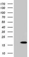 WB analysis of HEK293T cells transfected with C10orf82 plasmid (Right) or empty vector (Left) for 48 hrs using GTX84762 C10orf82 antibody [1G4]. Loading : 5 ug per lane