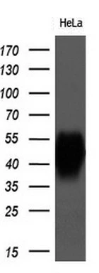 WB analysis of HeLa cell lysate using GTX84800 CD147 antibody [7A7]. Loading : 10 ug per lane Dilution : 1:200