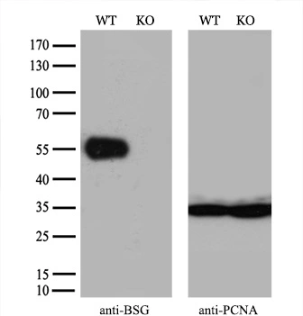 WB analysis of wild type and CD147 knock out 293T cell lysate(10microg per lane) using GTX84800 CD147 antibody [7A7]. Dilution : 1:2000