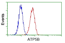 FACS analysis of HeLa cells using GTX84848 ATP5B antibody [6C4]. Red : Primary antibody Blue : Negative control antibody
