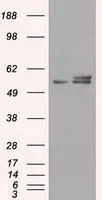 FACS analysis of HeLa cells using GTX84849 ATP5B antibody [4E5]. Red : Primary antibody Blue : Negative control antibody