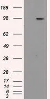WB analysis of various cell lines using GTX84873 APP antibody [4C3]. Loading : 35 ug per lane Dilution : 1:200