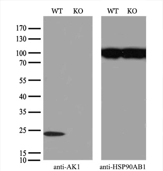 WB analysis of various cell lines using GTX84938 Adenylate kinase 1 antibody [8A1]. Loading : 35 ug per lane