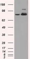 WB analysis of HEK293T cells transfected with Aconitase 2 plasmid (Right) or empty vector (Left) for 48 hrs using GTX84965 Aconitase 2 antibody [7G4]. Loading : 5 ug per lane