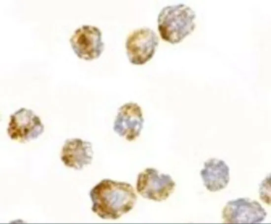 ICC/IF analysis of 3T3 cells using GTX85040 FGF4 antibody. Working concentration : 2.5 microg/ml