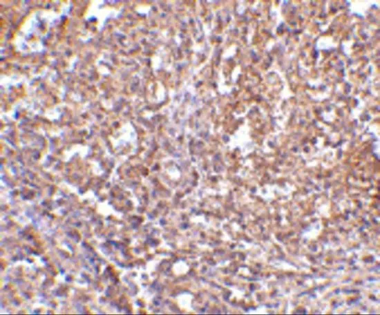 IHC-P analysis of human spleen tissue using GTX85048 Orai1 antibody. Working concentration : 2.5 microg/ml