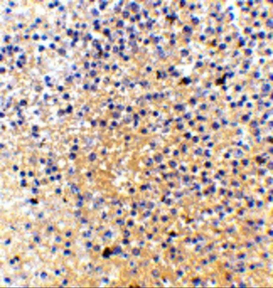 IHC-P analysis of human spleen tissue using GTX85065 MD1 antibody. Working concentration : 2.5 microg/ml IHC-P analysis of human spleen tissue using GTX85065 MD1 antibody. Working concentration : 2.5 microg/ml