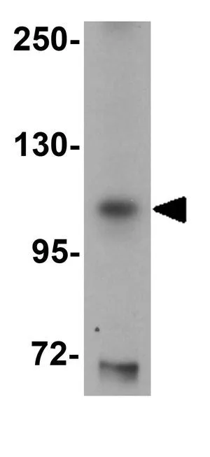 WB analysis of mouse liver tissue lysate using GTX85106 SIRT1 antibody. Working concentration : 1 microg/ml