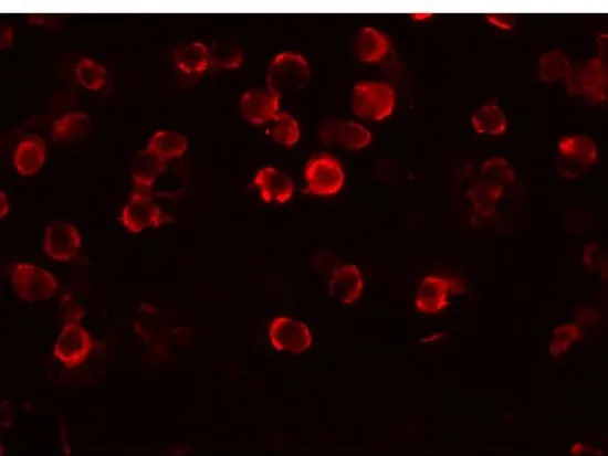 ICC/IF analysis of K562 cells using GTX85107 FAM82A1 antibody. Working concentration : 20 microg/ml